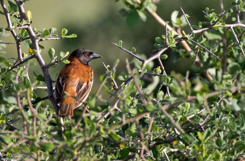 Chestnut Weaver male adult breeding, habitat, pigmentation