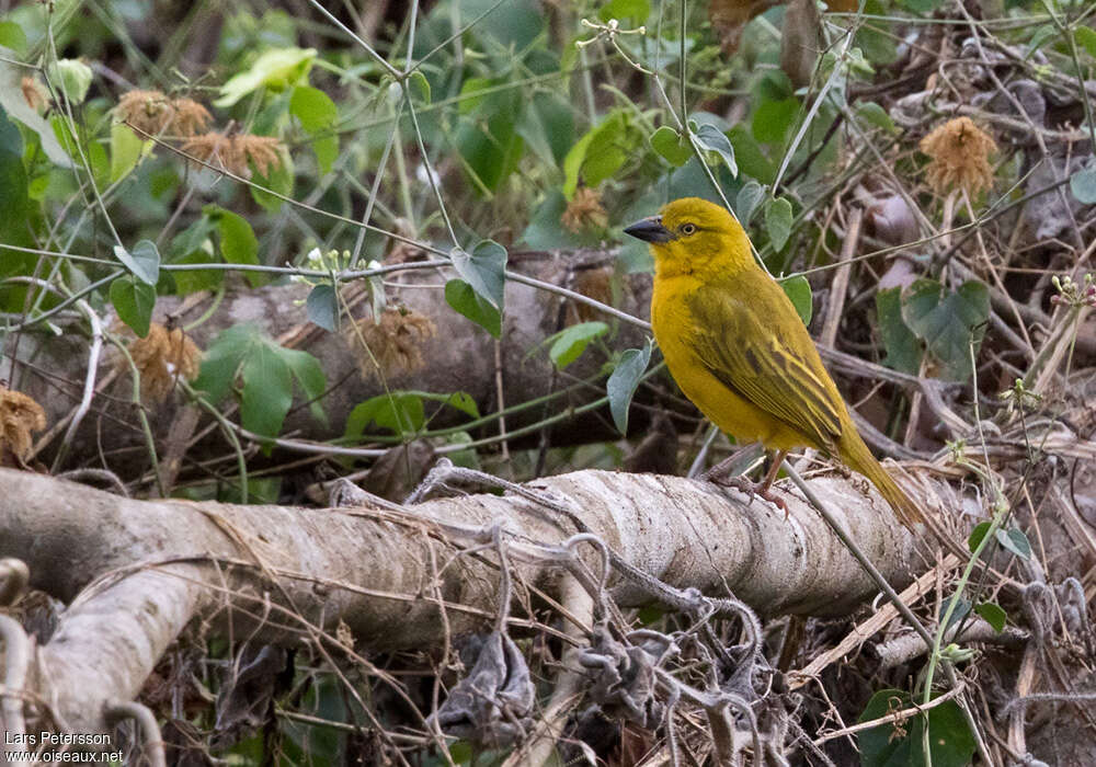 Holub's Golden Weaver female adult, identification