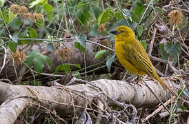 Holub's Golden Weaver