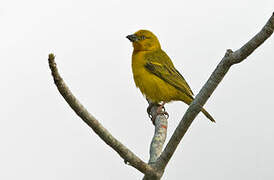 Holub's Golden Weaver