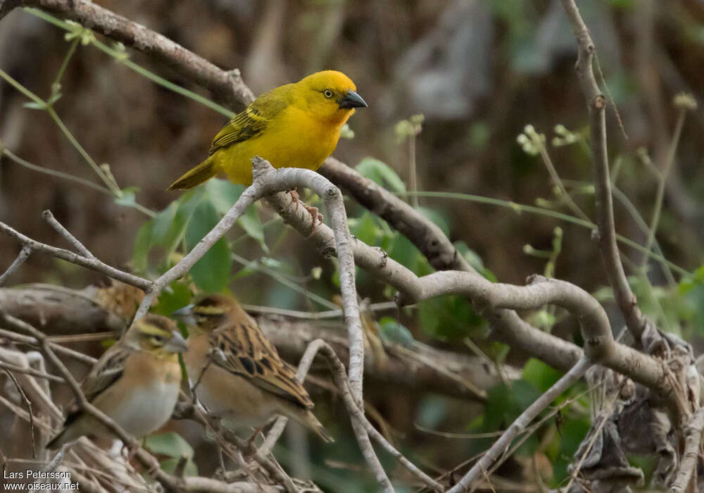 Holub's Golden Weaver male adult breeding, close-up portrait