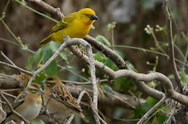 Holub's Golden Weaver