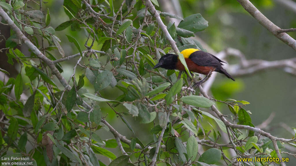 Yellow-mantled Weaveradult breeding, habitat, pigmentation