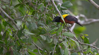 Yellow-mantled Weaver