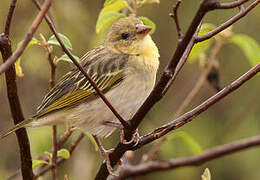 Vitelline Masked Weaver