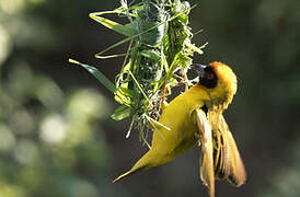 Vitelline Masked Weaver