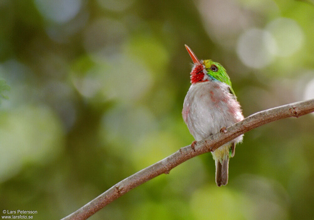 Cuban Tody