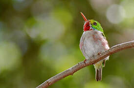 Cuban Tody