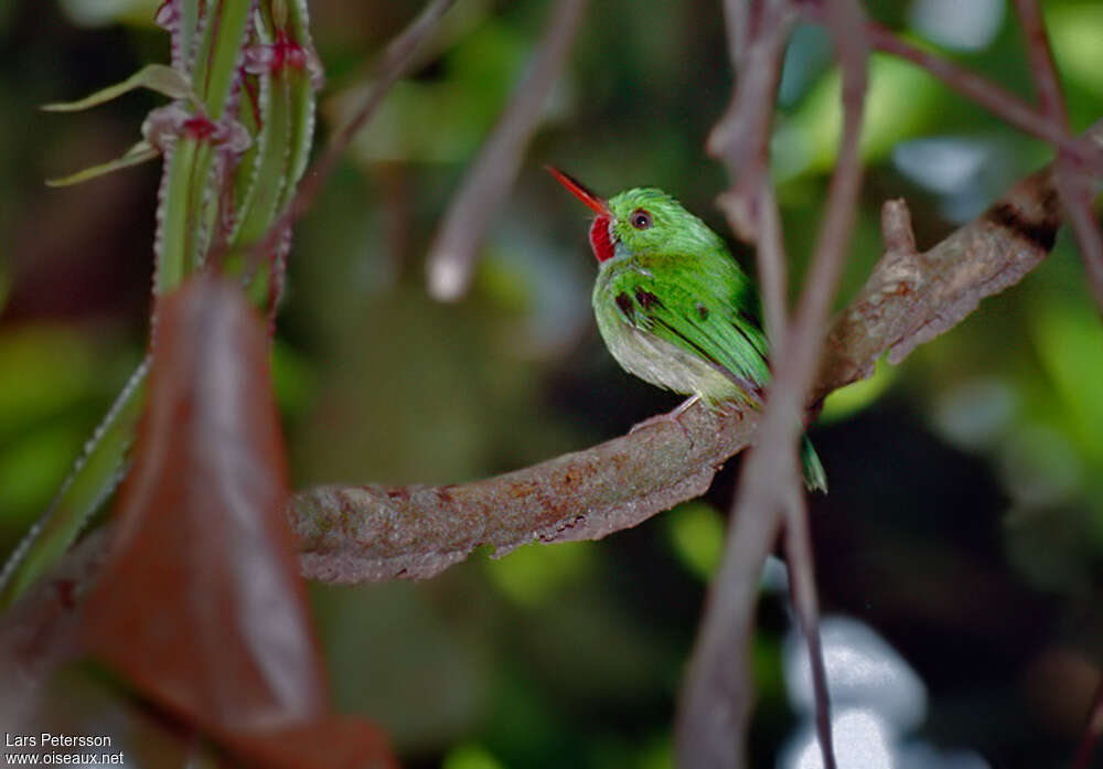 Jamaican Tody