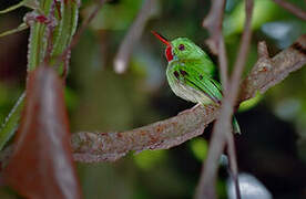 Jamaican Tody