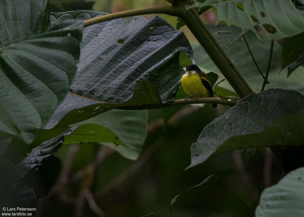 Golden-winged Tody-Flycatcher