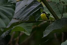 Golden-winged Tody-Flycatcher