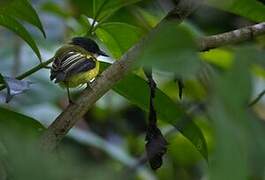 Golden-winged Tody-Flycatcher