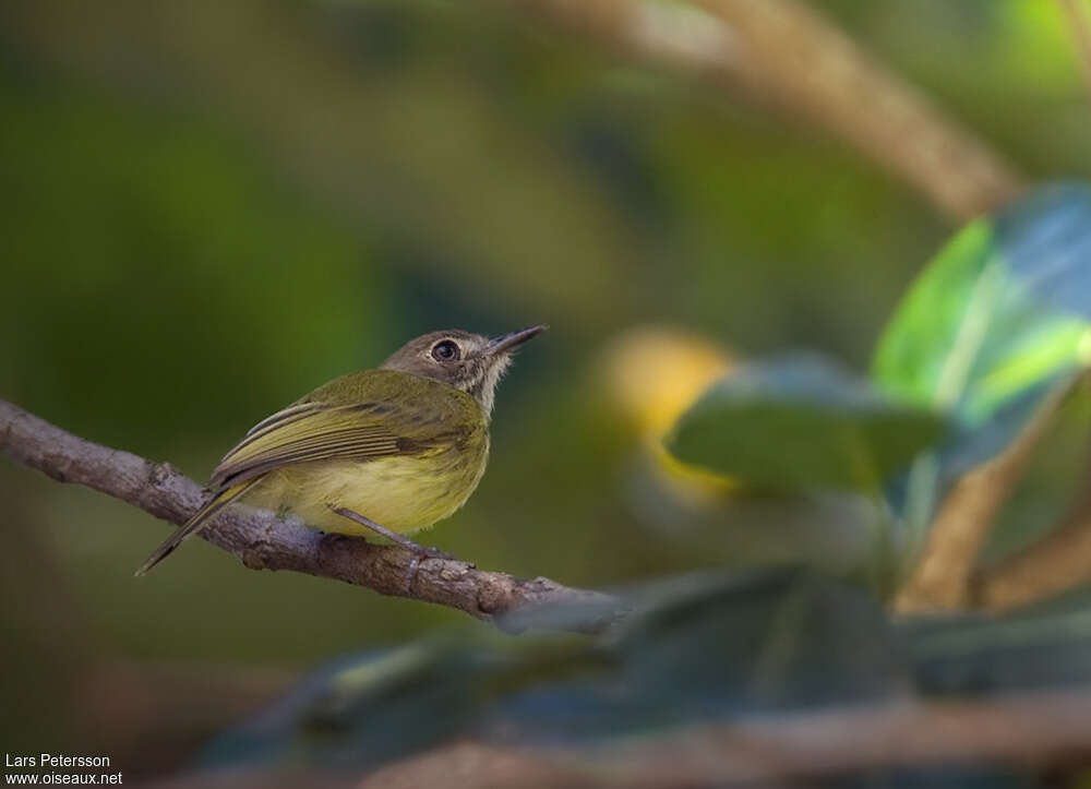 Stripe-necked Tody-Tyrant, pigmentation