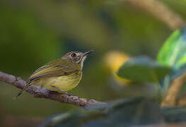 Stripe-necked Tody-Tyrant