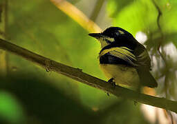 Black-backed Tody-Flycatcher