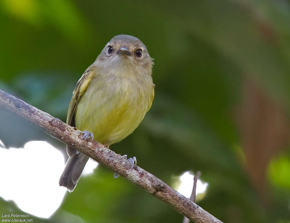 Smoky-fronted Tody-Flycatcheradult