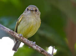 Smoky-fronted Tody-Flycatcher