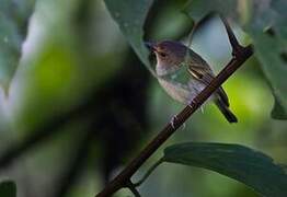 Rusty-fronted Tody-Flycatcher