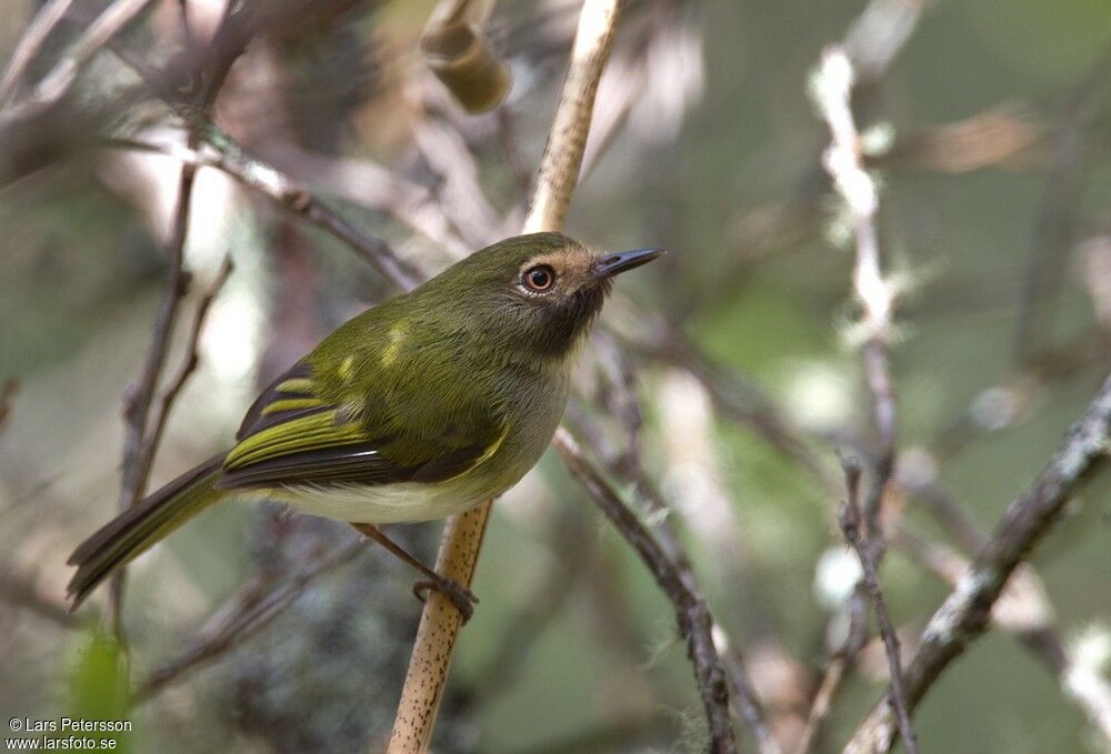 Black-throated Tody-Tyrant