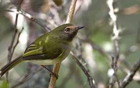 Black-throated Tody-Tyrant