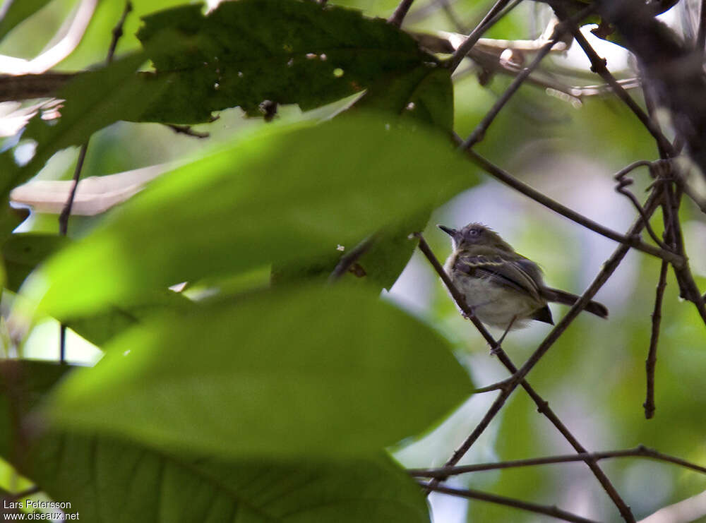 Todirostre à ventre blanc