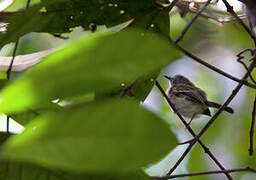 White-bellied Tody-Tyrant