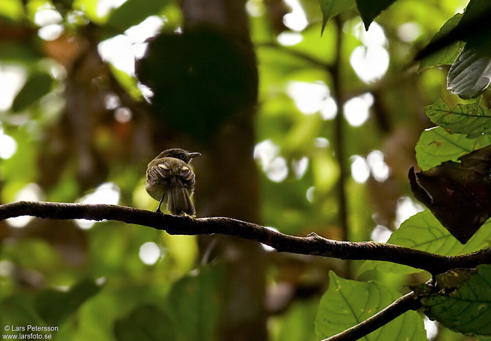 White-bellied Tody-Tyrant