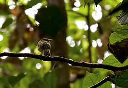 White-bellied Tody-Tyrant