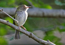 Pearly-vented Tody-Tyrant