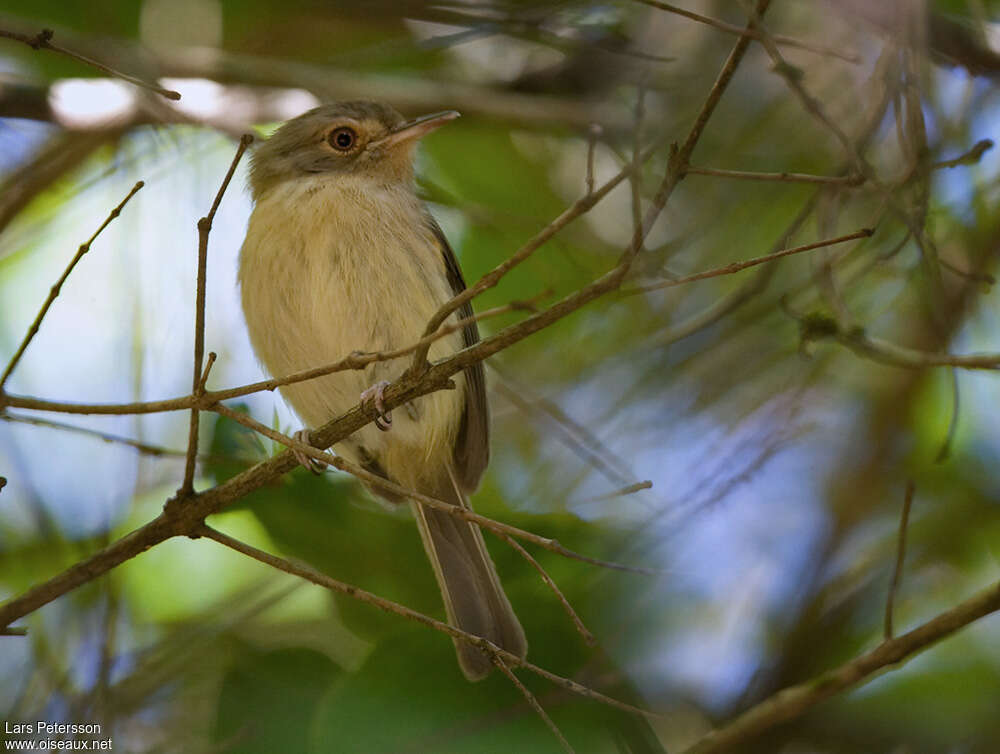 Buff-breasted Tody-Tyrantadult