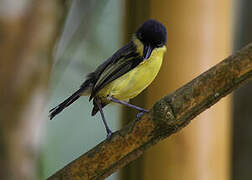 Common Tody-Flycatcher