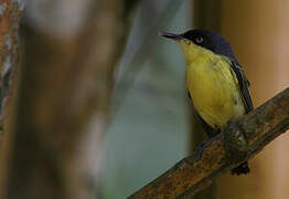 Common Tody-Flycatcher