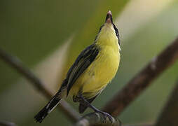 Common Tody-Flycatcher