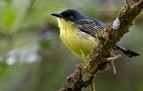 Common Tody-Flycatcher