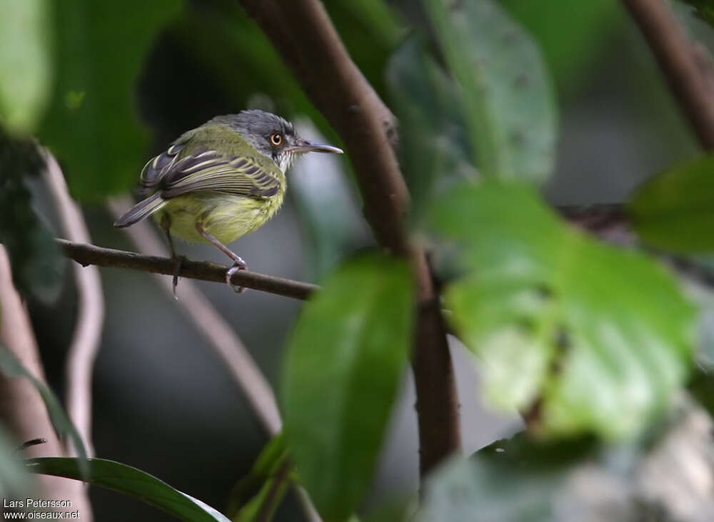 Spotted Tody-Flycatcheradult, habitat, pigmentation