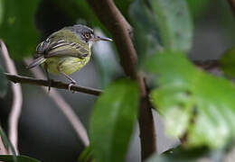 Spotted Tody-Flycatcher