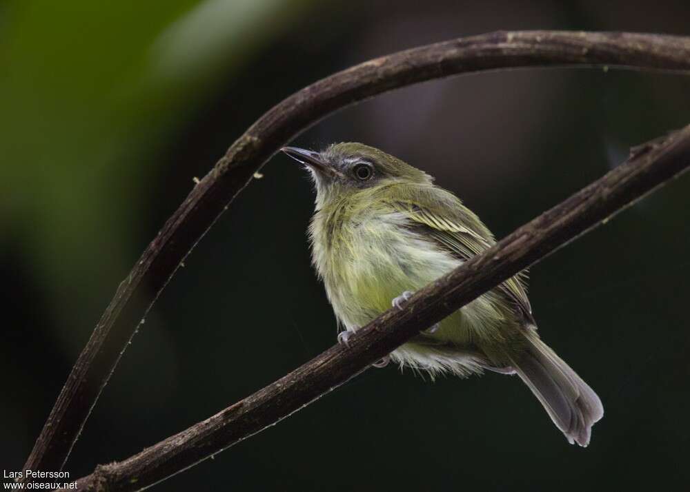 White-eyed Tody-Tyrant