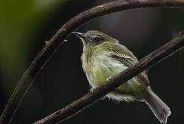 White-eyed Tody-Tyrant