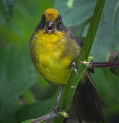 Choco Brushfinch