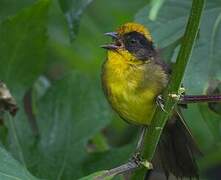 Choco Brushfinch