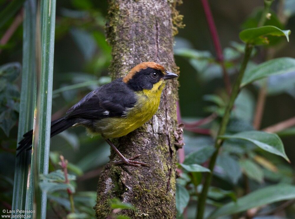 Yellow-breasted Brushfinch