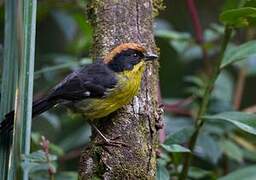 Yellow-breasted Brushfinch