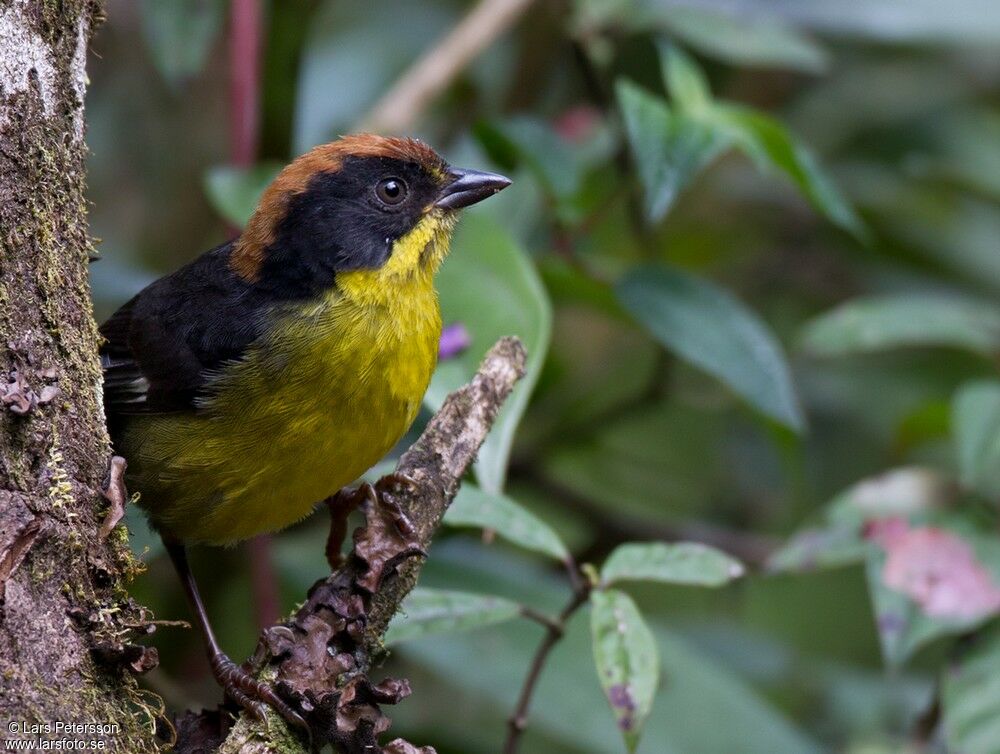 Yellow-breasted Brushfinch