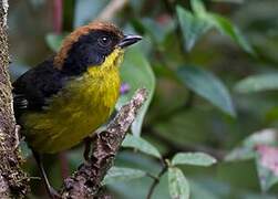 Yellow-breasted Brushfinch