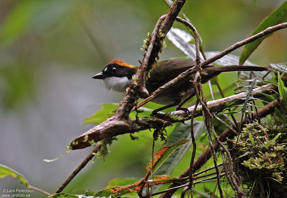 Chestnut-capped Brushfinch