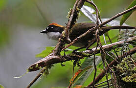 Chestnut-capped Brushfinch