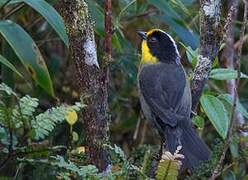 Pale-naped Brushfinch