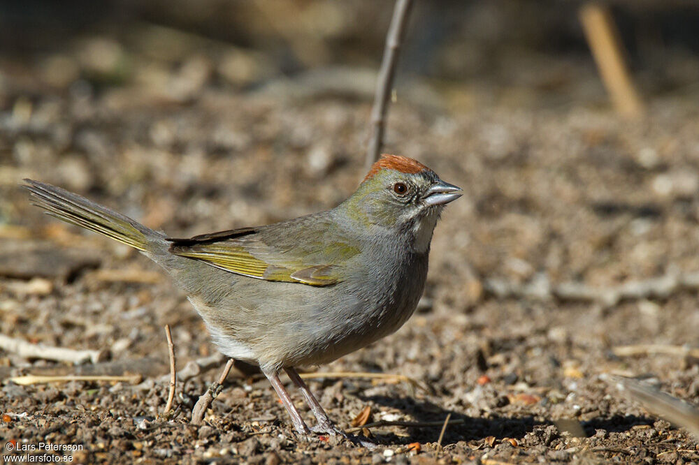 Green-tailed Towhee