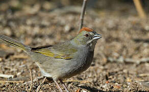 Green-tailed Towhee